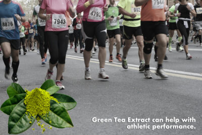 Green tea extract and sports performance