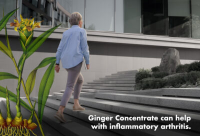 Inflammatory arthritis is helped by ginger concentrate